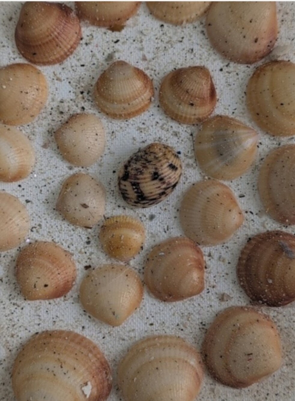 Set of three shell art panels. Perfect for girls bedroom! Seashell Art Trio - Picture 9 of 9